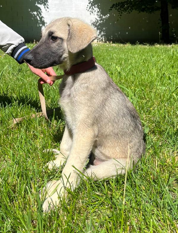PEPITA BELLISSIMA CUCCIOLA Foto 7